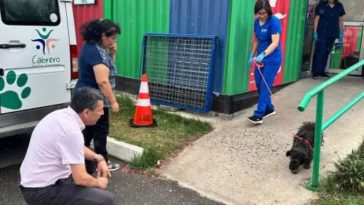 Vehículo municipal de Cabrero atropelló a mascota en vía pública: se recupera en casa