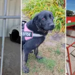 Centro de Mantención Temporal de Mascotas de Los Ángeles refuerza obras de rescate y adopción, Diario La Tribuna