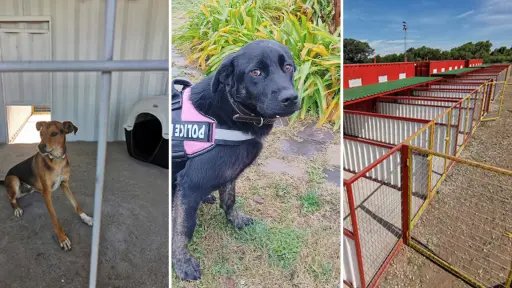 Centro de Mantención Temporal de Mascotas de Los Ángeles refuerza obras de rescate y adopción
