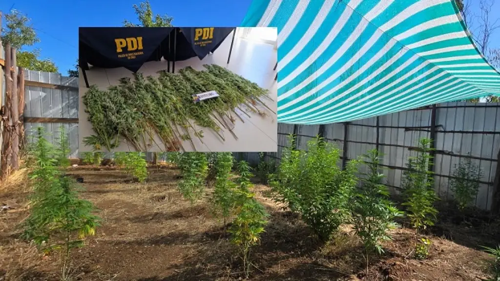 Detienen  a ciudadano chileno con plantación de marihuana en Angol, Cedida