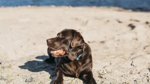 Vacaciones con mascotas: claves para cuidar su salud y reducir la ansiedad en verano