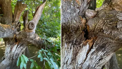 Preocupación por deterioro del histórico Castaño de OHiggins tras inspección en Las Canteras