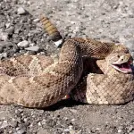 El hecho quedó al descubierto luego de que un vecino del sector San Juan lograra fotografiar al reptil en un área de matorrales cercana a caballerizas., contexto