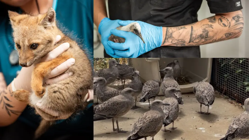 En los ocho a nueve días posteriores a los incendios forestales, el centro penquista recibió a 85 animales de distintas especies., USS