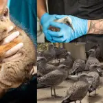 En los ocho a nueve días posteriores a los incendios forestales, el centro penquista recibió a 85 animales de distintas especies., USS