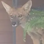 El ejemplar presentaba una lesión y fue derivado a un centro de rescate de la Universidad de Concepción para su recuperación., SAG