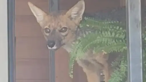 Rescatan en Los Ángeles a zorro culpeo herido que ingresó a una vivienda particular