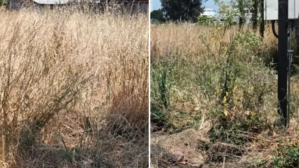 Referencial , Diario La Tribuna