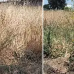 Referencial , Diario La Tribuna