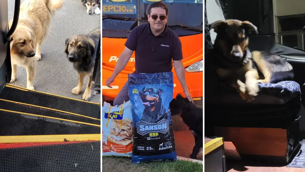 Ellos esperan el bus: conductor cabrerino dedica su sueldo y sus viajes al rescate de animales, Diario La Tribuna