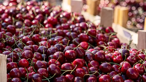 Gremio de la cereza anuncia abandono de zonas poco competitivas ante caída de precios en China