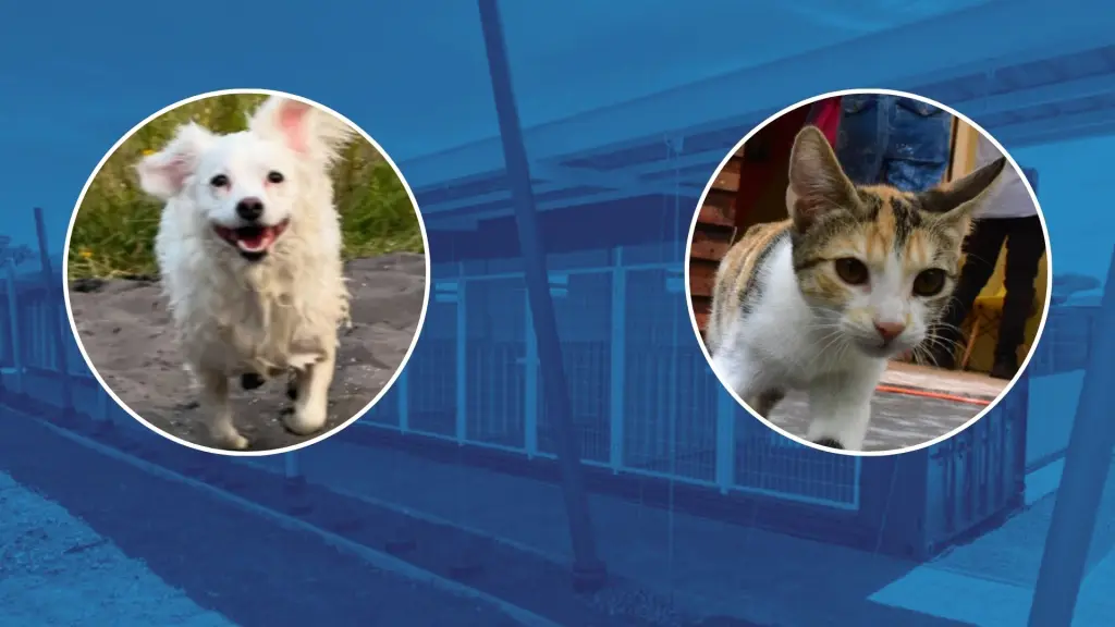 Los Ángeles habilita módulos especiales para rescate y adopción de perros y gatos callejeros, Diario La Tribuna