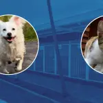 Los Ángeles habilita módulos especiales para rescate y adopción de perros y gatos callejeros, Diario La Tribuna