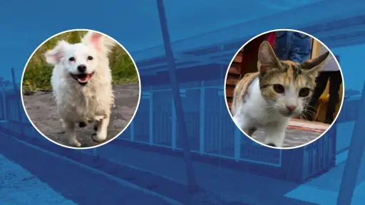Los Ángeles habilita módulos especiales para rescate y adopción de perros y gatos callejeros