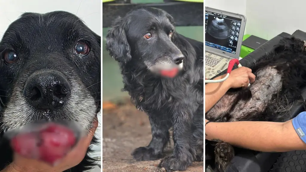 Desde Curicó hasta Los Ángeles: rescatan a “Cholito”, perro víctima de reiterados maltratos, Diario La Tribuna