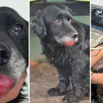 Desde Curicó hasta Los Ángeles: rescatan a “Cholito”, perro víctima de reiterados maltratos, Diario La Tribuna