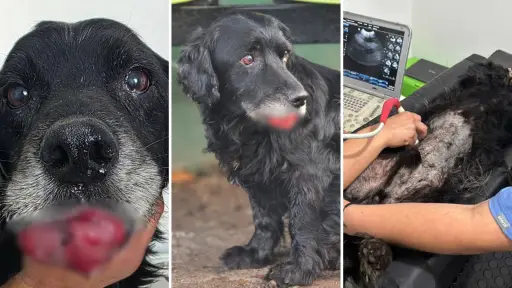 Desde Curicó hasta Los Ángeles: rescatan a Cholito, perro víctima de reiterados maltratos