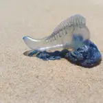 Playas, fragatas y responsabilidad