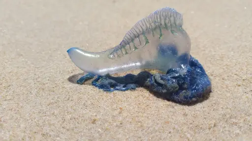 Playas, fragatas y responsabilidad