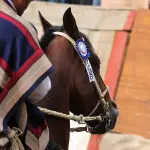 Colleras de distintas asociaciones del sur del país animarán el Clasificatorio Zona Sur en la Medialuna Socabio de Los Ángeles, primera parada rumbo al Campeonato Nacional de Rodeo de Rancagua 2026, La Tribuna