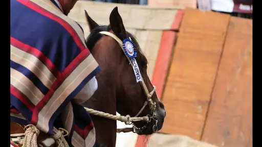 Rodeo 2026: Los Ángeles abre la ruta clasificatoria hacia Rancagua