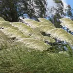 El evento se extenderá desde la tarde del domingo 1 hasta la mañana del lunes 2 de marzo, con rachas que llegarían a los 70 km/h en sectores cordilleranos., contexto