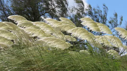 Vientos afectarán al Biobío este 1 y 2 de marzo: rachas podrían alcanzar los 70 km/h en cordillera
