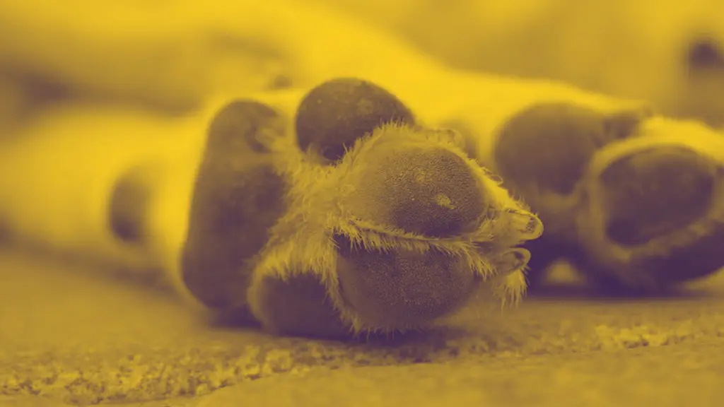 Adulto mayor quedó detenido tras atacar a un perro con una motosierra en Los Ángeles, Diario La Tribuna