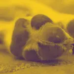 Adulto mayor quedó detenido tras atacar a un perro con una motosierra en Los Ángeles, Diario La Tribuna