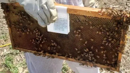 Inteligencia artificial y tecnología nuclear: las nuevas herramientas para modernizar la apicultura chilena