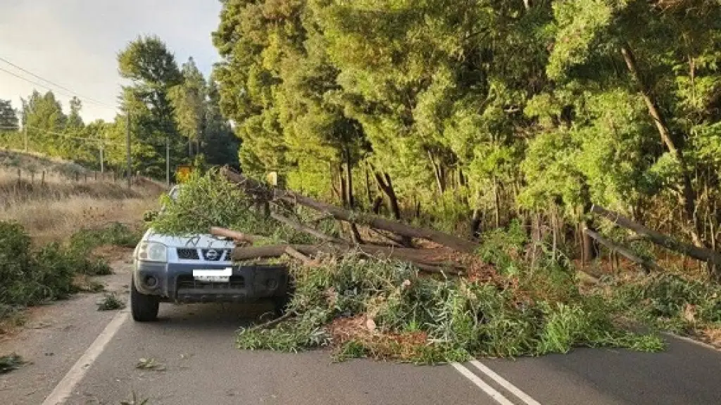 Con daños en su parabrisas resultó una camioneta trae la caía de un árbol en la ruta a Salto Rehuén en Mulchén, Reportero Mulchén