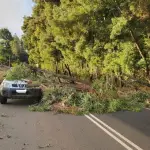 Con daños en su parabrisas resultó una camioneta trae la caía de un árbol en la ruta a Salto Rehuén en Mulchén, Reportero Mulchén