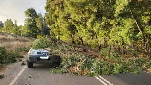Caída de árbol sobre camioneta ocasiona daños en Mulchén