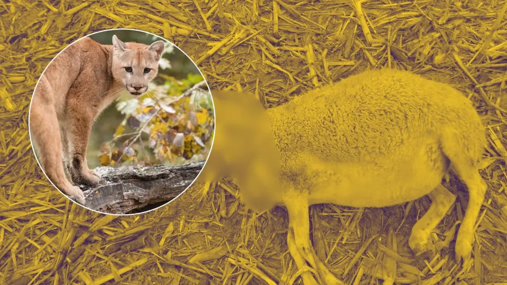 Investigan ataque de puma tras muerte de ovejas en sector rural de Los Ángeles, Diario La Tribuna