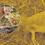 Investigan ataque de puma tras muerte de ovejas en sector rural de Los Ángeles, Diario La Tribuna