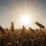 Ante el riesgo de que el exceso de humedad comprometa la calidad panadera del grano chileno, los gremios agrícolas iniciaron diálogos de emergencia con la industria molinera buscando flexibilizar los parámetros de recepción del cereal.