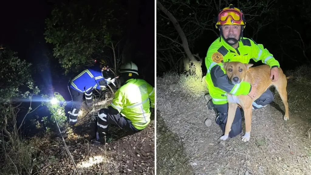 Bomberos rescatan a perro que cayó por quebrada de 20 metros en Antuco, Diario La Tribuna
