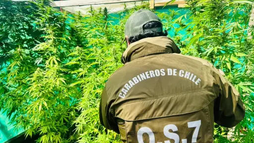 O.S.7 de Carabineros de Los Ángeles logra importantes resultados en operativos antidrogas en la provincia del Biobío