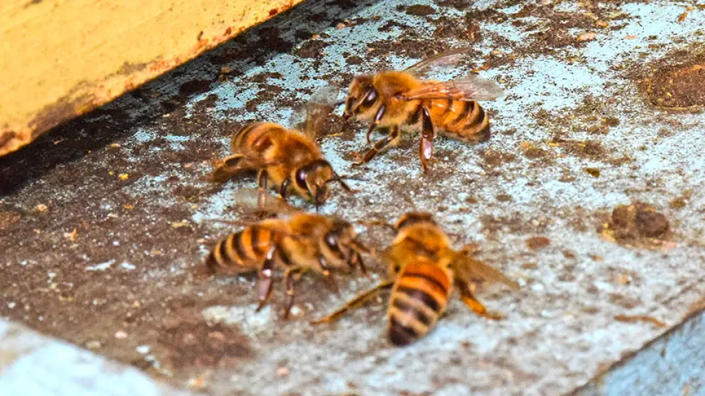 Abejas, Archivo La Tribuna