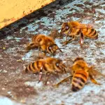Abejas, Archivo La Tribuna