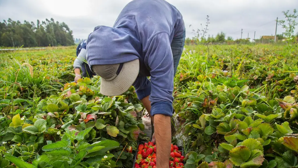 El encuentro puso foco en destrabar barreras fitosanitarias y proyectar una agenda de largo plazo que incluya propiedad intelectual y movilidad laboral para el sector., contexto