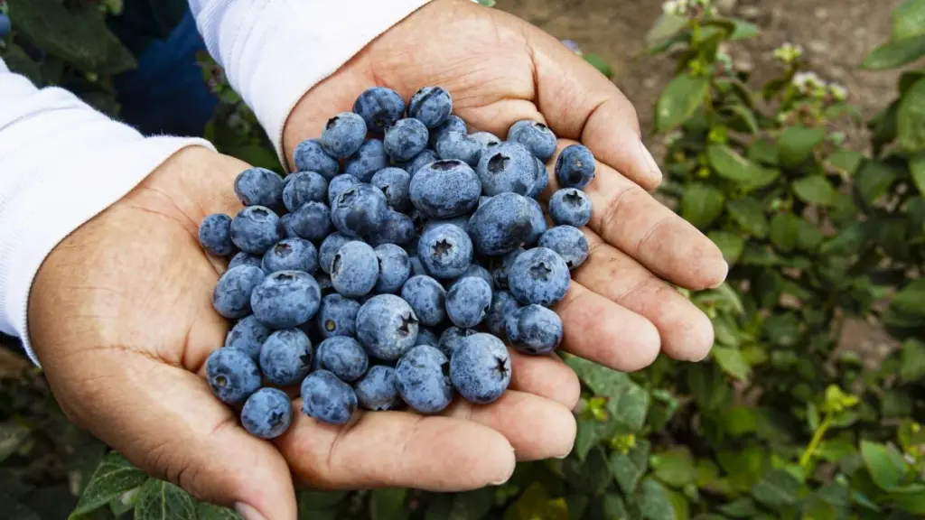 La Región del Biobío representa actualmente el 15% del total nacional de exportación de arándanos, un volumen que el gremio busca proteger mediante nuevas variedades diseñadas para resistir largos viajes y satisfacer al retail internacional