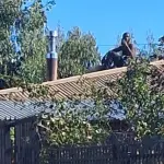 Sujeto intentó robar un domicilio y atacó con antena de televisión a vecinos en Los Ángeles, Diario La Tribuna