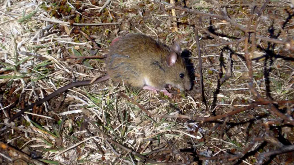 Ratón cola larga, portador del virus hanta, referencial