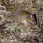 Ratón cola larga, portador del virus hanta, referencial