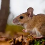 Menor de 12 años sería el primer caso de muerte por hanta virus en la provincia de Biobío, referencial