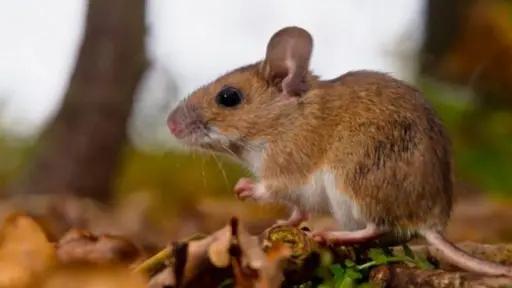 Menor de Alto Biobío sería el primer fallecido por hantavirus en la provincia de Biobío este año