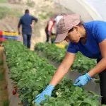 Se requieren cerca de 300.000 trabajadores extranjeros temporales para sostener los envíos al exterior que superan los 10.000 millones de dólares.