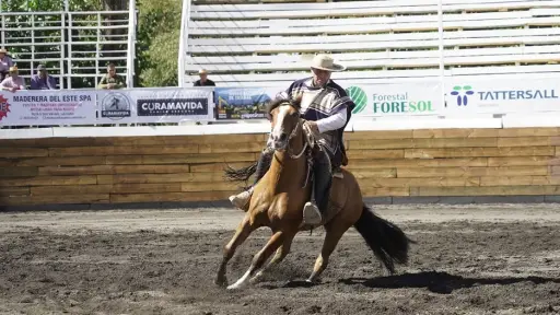 Más de 130 colleras animarán el Clasificatorio Zonal Sur en Los Ángeles