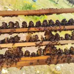 Clima adverso golpea a la apicultura del Biobío: pérdidas llegan al 40%, Cedida